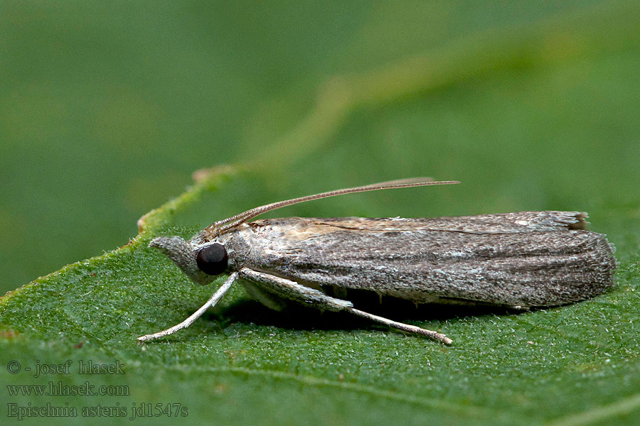 Epischnia asteris