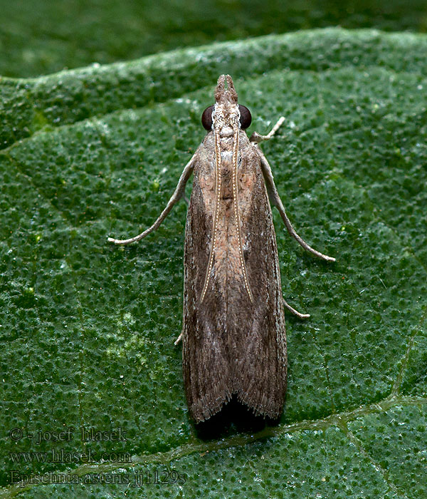 Epischnia asteris