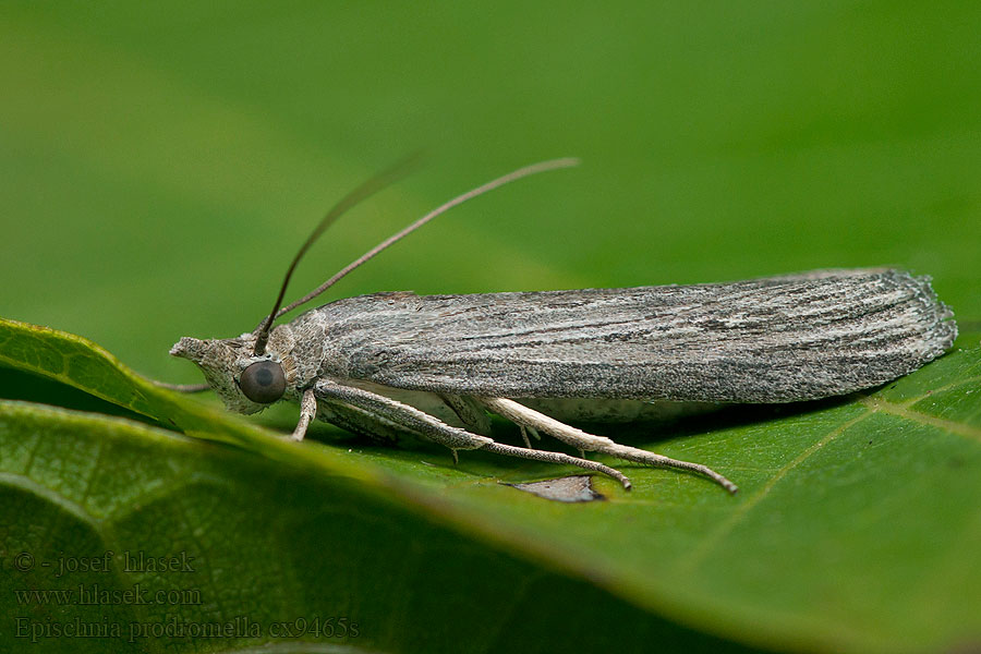 Epischnia prodromella