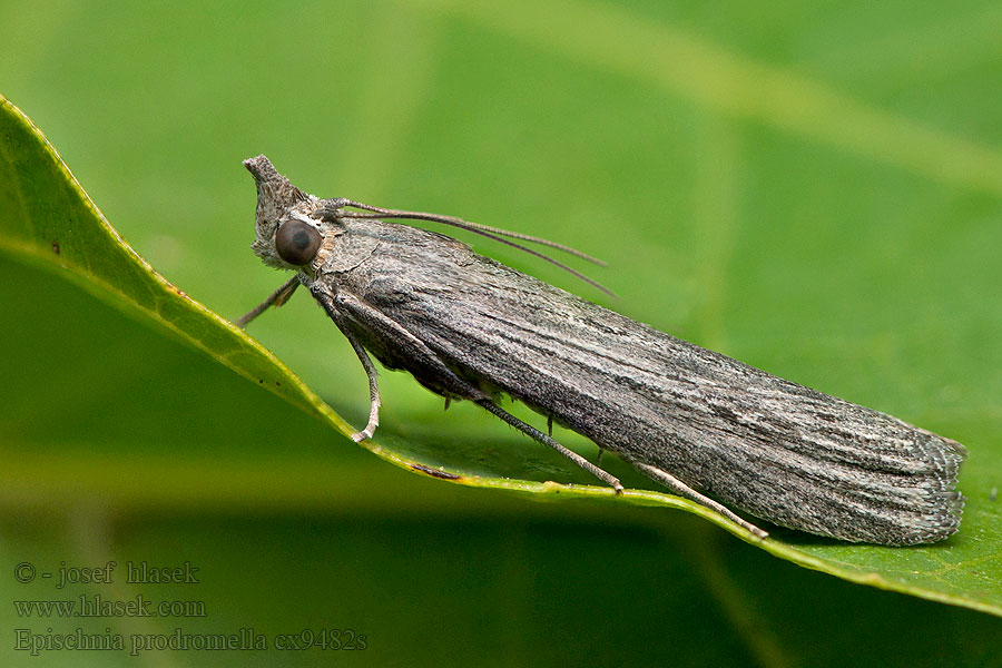 Epischnia prodromella