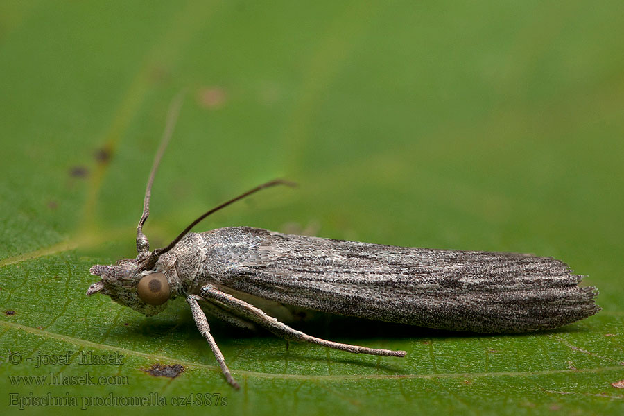 Epischnia prodromella Vijačka hlaváčová Phycide précoce