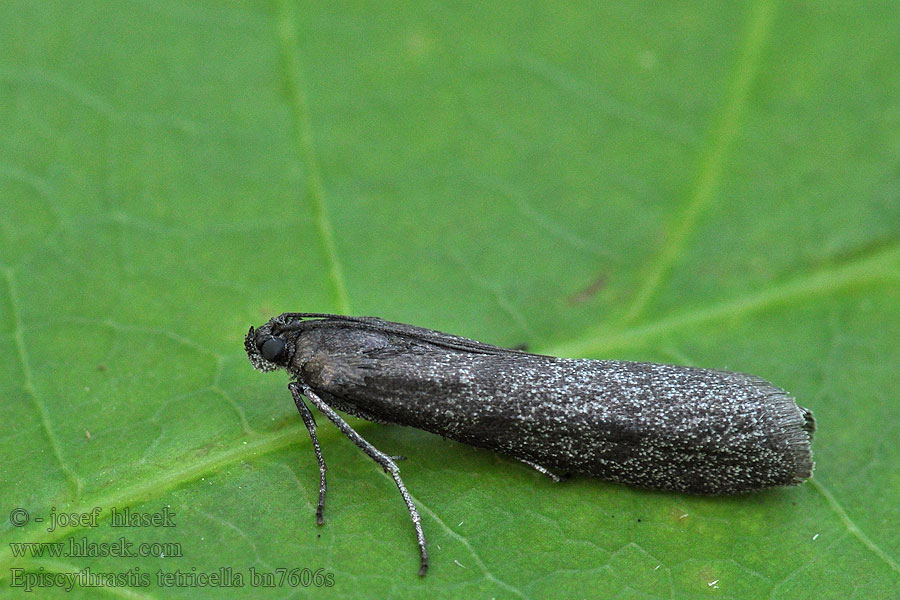 Episcythrastis tetricella Vijačka jarná