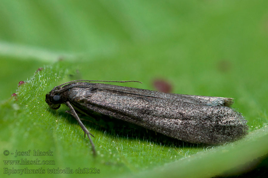 Episcythrastis tetricella