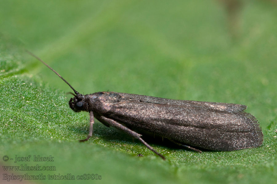 Vijačka jarná Episcythrastis tetricella