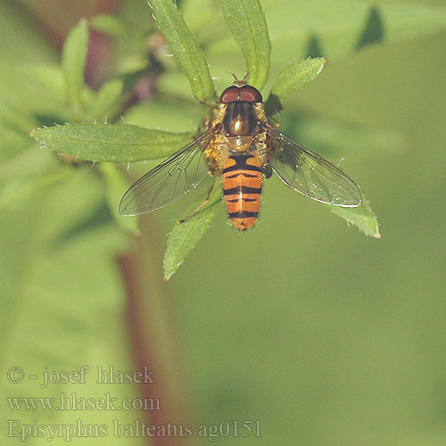 Episyrphus balteatus Syrphus Marmelade Fly Syrphe ceinturé Hain-Schwebfliege Pyjamazweefvlieg Pestřenka pruhovaná 黑带食蚜蝇 Dobbeltbåndet svirreflue Parvikukkakärpäsen Bzyg prążkowany Pestrica pruhovaná Flyttblomfluga