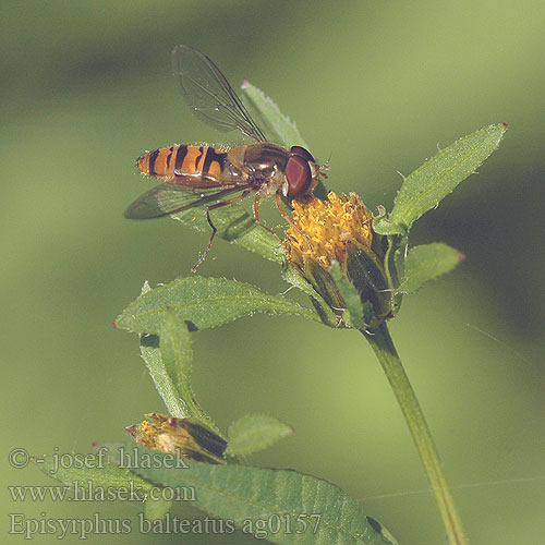 Hain-Schwebfliege Pyjamazweefvlieg Pestřenka pruhovaná 黑带食蚜蝇 Dobbeltbåndet svirreflue Parvikukkakärpäsen Bzyg prążkowany Pestrica pruhovaná Flyttblomfluga Episyrphus balteatus Syrphus Marmelade Fly Syrphe ceinturé