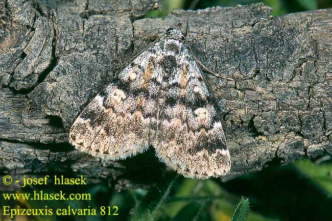 Dunkelbraune Spannereule Noctuelle Cimetières Donkerbruine snuituil