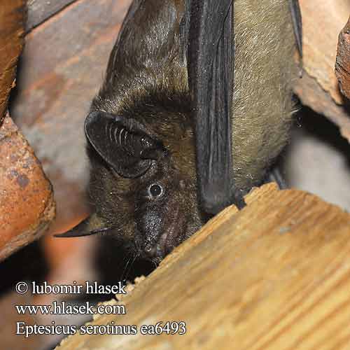 Eptesicus serotinus Serotine bat Netopýr večerní Breitflügelfledermaus Mroczek późny Morcego-hortelão Поздний кожан Sérotine commune Laatvlieger 大棕蝠 Serotino comune Murciélago hortelano Serotin boutin Полунощен прилеп Ratpenat bru dels graners Sydflagermus 문둥이박쥐 Morcego hortas אפלול מצוי Vėlyvasis šikšnys Közönséges késeidenevér Serotina comuna Etelänlepakko Sydfladdermus ค้างคาวท้องสีน้ำตาล Liliac seară Večernica pozdná Netopier pozdný Severni netopir