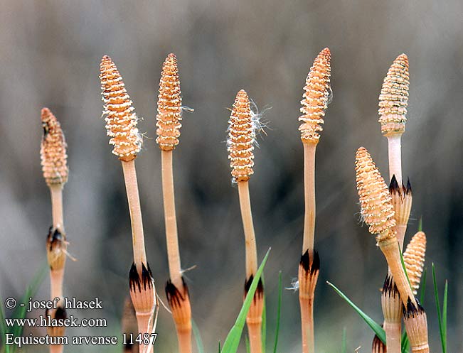 Equisetum arvense Field Horsetail Ager-Padderok Agerpadderok