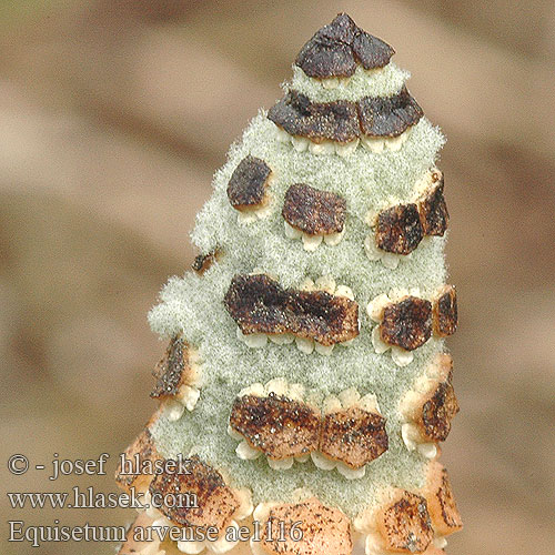 Equisetum arvense Akersnelle Padderokke Peltokorte