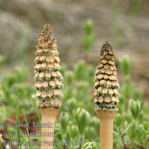 Equisetum arvense Acker-Schachtelhalm Skrzyp polny Praslička roľná