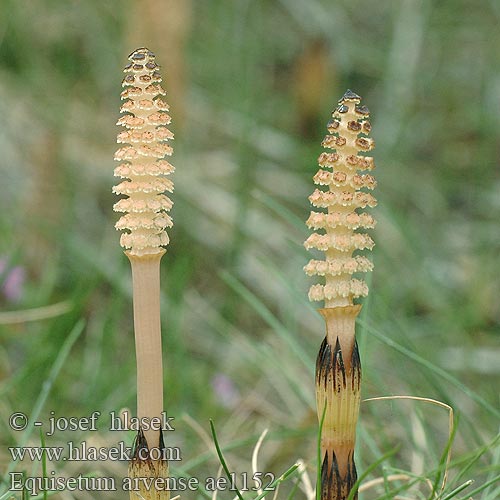 Equisetum arvense Field Horsetail Acker-Schachtelhalm