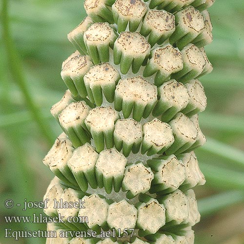 Equisetum arvense Skrzyp polny Praslička roľná Přeslička rolní