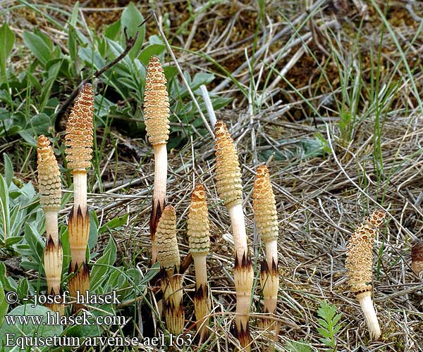 Equisetum arvense Přeslička rolní Akerfräken