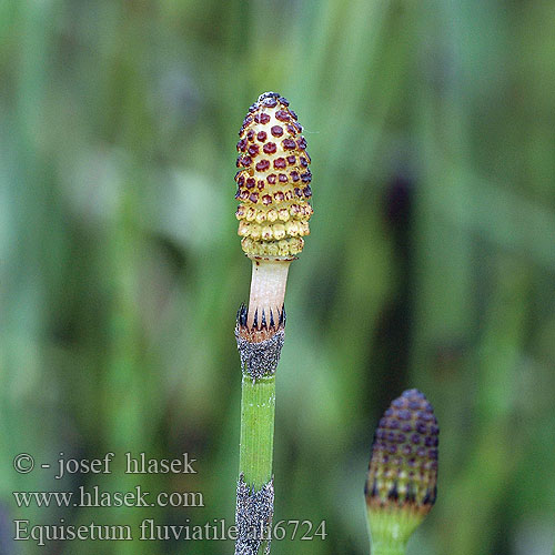 Equisetum fluviatile Teich-Schachtelhalm Přeslička poříční