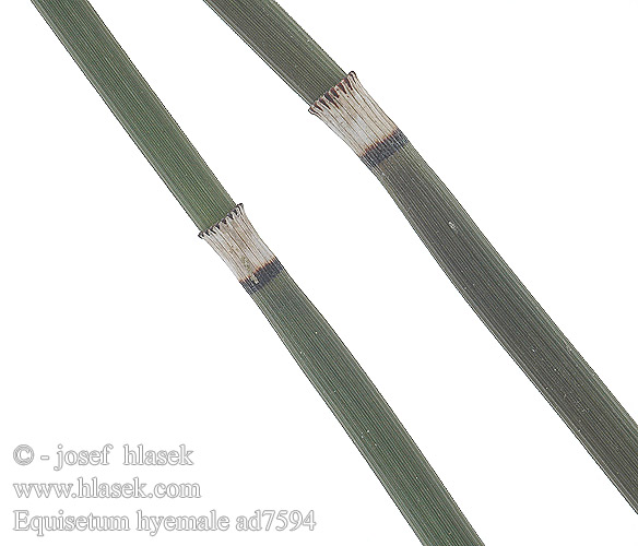 Equisetum hyemale Hippochaete hyemalis hiemale Skavgras