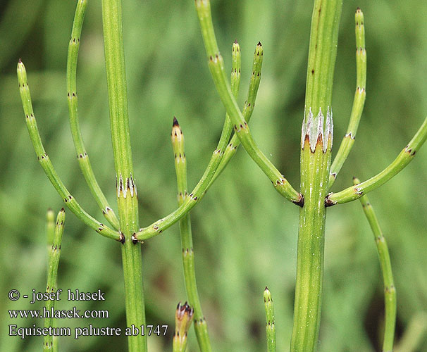 Marsh Horsetail Kær-Padderok Suokorte Prêle marais Mocsári zsurló