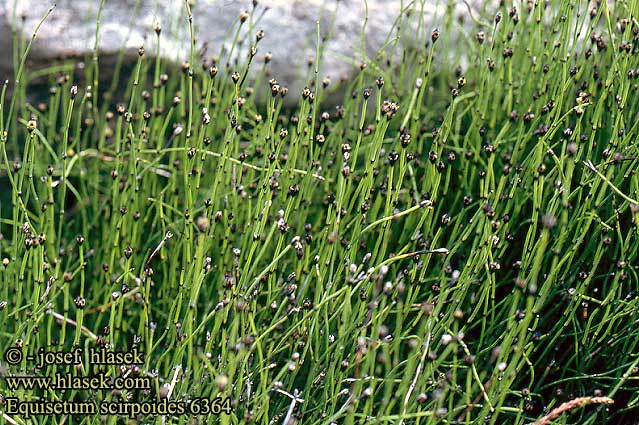 Equisetum scirpoides Dwarf Scouring-rush Least Trad-Padderok