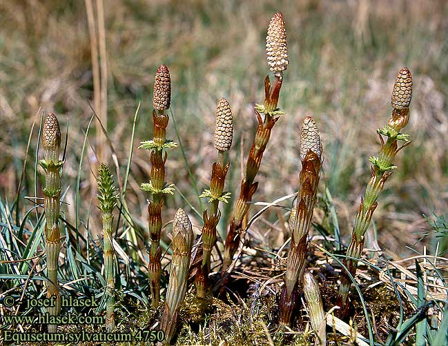 Equisetum sylvaticum Praslička lesná Přeslička lesní