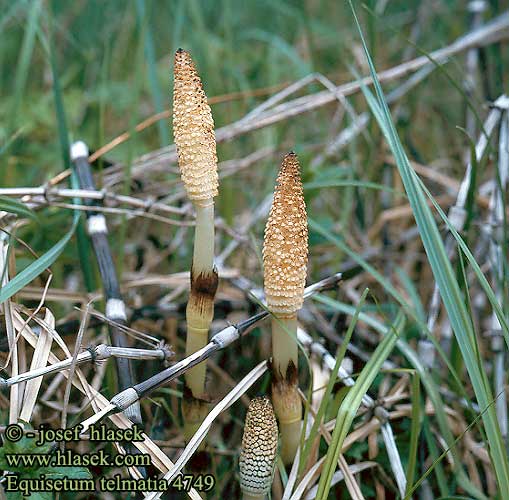 Equisetum telmateia Great Horsetail Elfenbens-Padderok Elfenbenspadderok