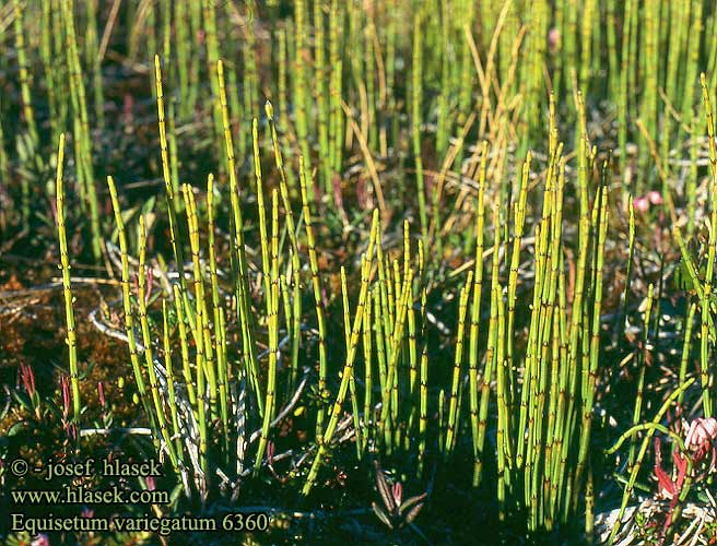 Equisetum variegatum UK: Variegated Horsetail Scouring-rush DK: Liden Padderok FI: Kirjokorte FR: Prele panachée NL:  Bonte paardestaart HU: Tarka zsurló DE: Schleicher Schachtelhalm Bunter PL: Skrzyp pstry CZ: přeslička pestrá ES: Cola de caballo variegada SE: Smalfräken