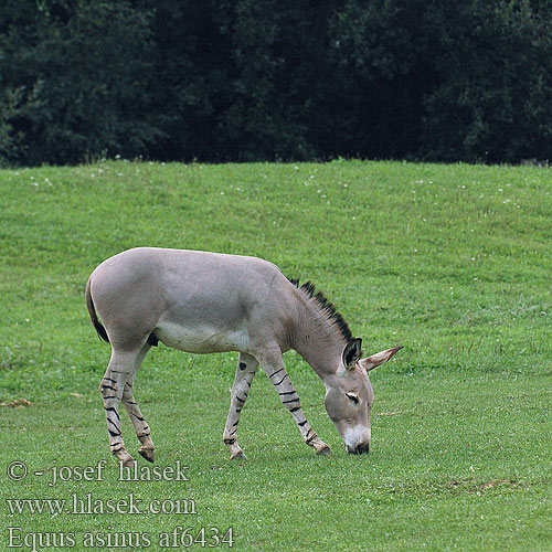 Equus asinus Donkey Ass Hausesel Osel domácí Osioł Æsel Ezel Домашний осёл Eşek 驴 Esel Aasi Afrikansk villesel Magarac Chavurro Asnu Fali حمار Eşşək Асёл Магаре গাধা བོང་བུ། Azen አህያ Ase Вир Sumere Γάιδαρος Azeno Asto خر Asal Burro Jaki חמור הבית Háziszamár Keledai ロバ ვირი 당나귀 Iesel Aezel Laukinis asilas കഴുത Keldai မြည်း Télii Asno Măgar Àinu Dameer Gomari Магарац Åsna கழுதை గాడిద Хар ลา ئېشەك Віслюк Lừa Ågne