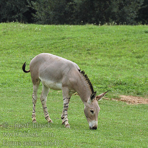 Equus asinus af6437