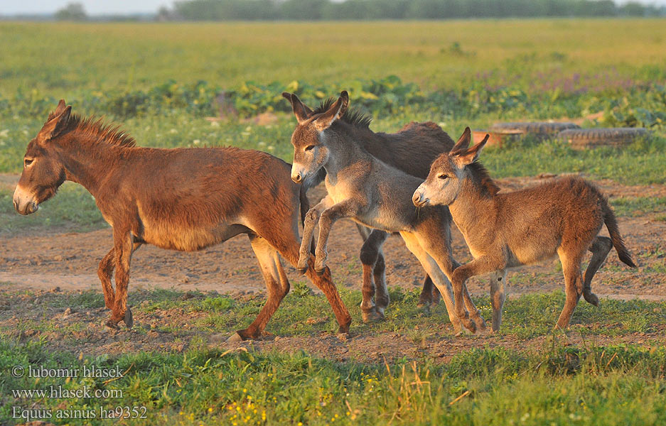 Equus asinus ha9352