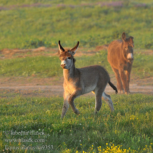 Equus asinus ha9353