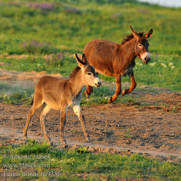 Equus asinus ha9356