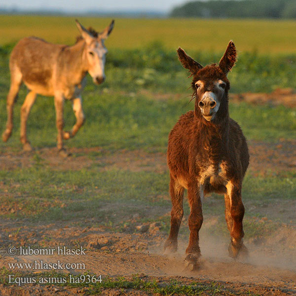 Equus asinus ha9364