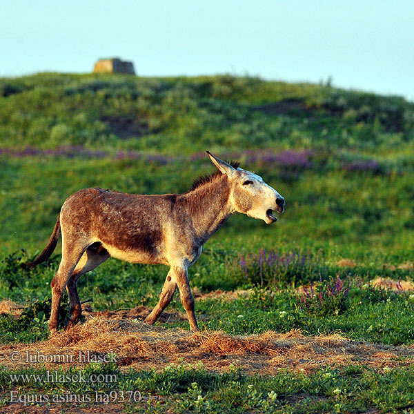 Donkey Ass Hausesel Osel domácí Osioł Æsel Ezel Домашний осёл Eşek 驴 Esel Aasi Afrikansk villesel Magarac Chavurro Asnu Fali حمار Eşşək Асёл Магаре গাধা བོང་བུ། Azen አህያ Ase Вир Sumere Γάιδαρος Azeno Asto خر Asal Burro Jaki חמור הבית Háziszamár Keledai ロバ ვირი 당나귀 Iesel Aezel Laukinis asilas കഴുത Keldai မြည်း Télii Asno Măgar Àinu Dameer Gomari Магарац Åsna கழுதை గాడిద Хар ลา ئېشەك Віслюк Lừa Ågne Equus asinus