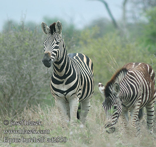 Equus burchelli quagga zebra Plain Burchell's Steppe Zebra