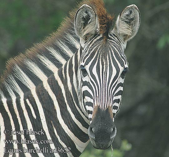 Zebre Burchell Zebra comuna Steppenzebra Zebra Burchell