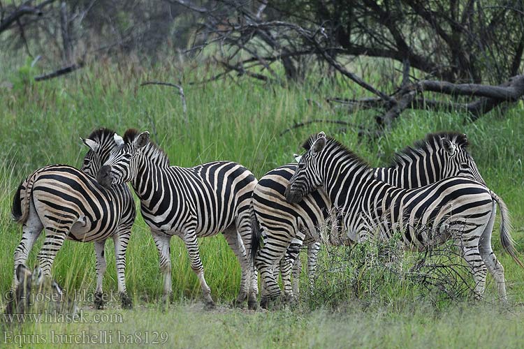 平原斑馬 シマウマ Equus burchelli quagga zebra