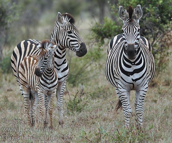 シマウマ Equus burchelli quagga zebra Plain Burchell's