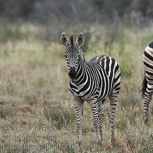 Equus quagga burchelli zebra Plain Burchell's Steppe Zebra