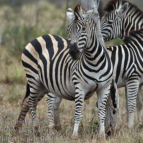 Equus zebra quagga burchelli Plain Burchell's Steppe Zebra