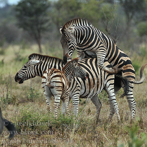 Plain Zebra Burchell's Steppe Burchells zebra