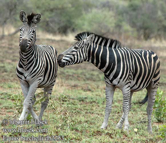 Burchell's Zebra Steppe Plain Burchells zebra