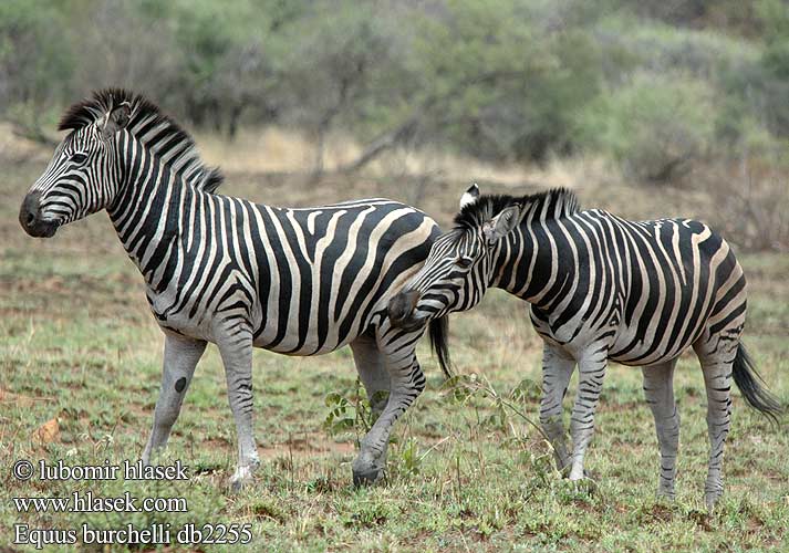 Burchellin seeproja Aroseepra Zebre Burchell Zebra