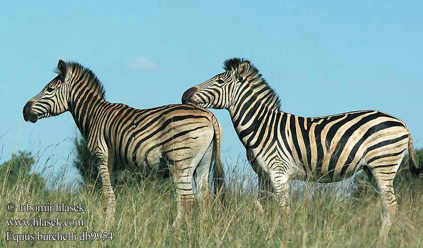 Cebra común Burchell quagga Stäppsebra Bontkwagga