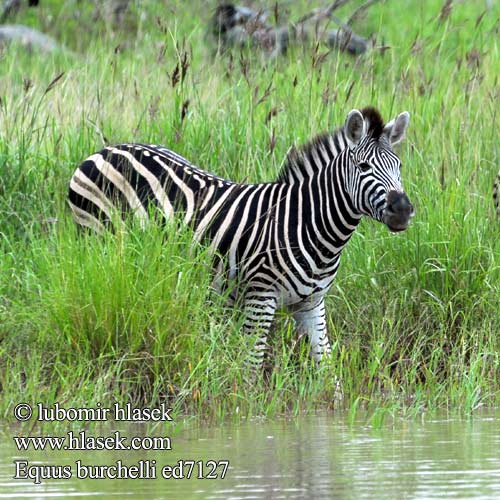 זברה מצויה Līdzenumu zebra Stepinis zebras