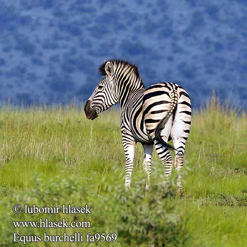 Bayağı zebra 平原斑馬 シマウマ Equus zebra