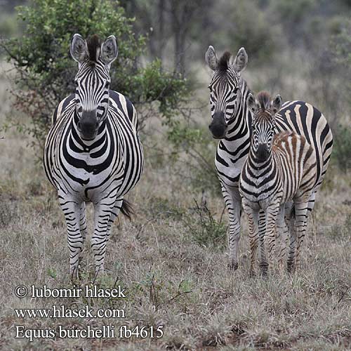 シマウマ Equus zebra quagga burchelli Burchell's Zebra