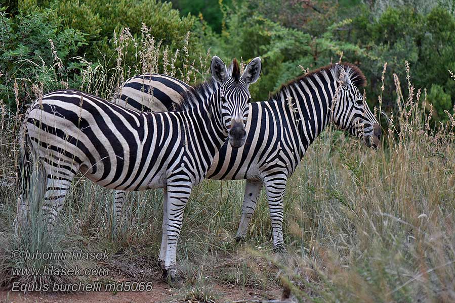 Equus_burchelli_md5066