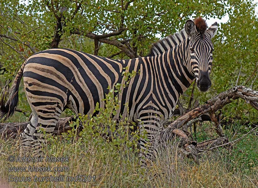 Zebra stepní