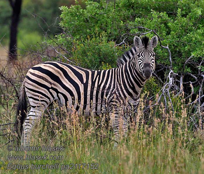 Bayağı zebra