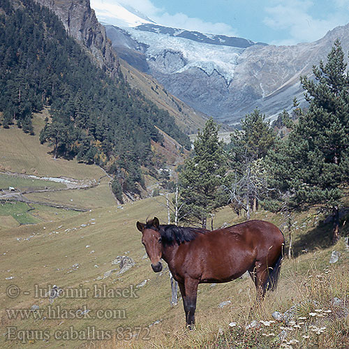 Kůň Домашняя лошадь Caballu Caballo  حصان Конь свойскі Paard dier Koń Kôň 马 馬 Domači konj Кон At Cavall Mā Mo'ehno'ha Cavaddu ᑳᐸᓚᑲᔅᐧᑫᐤ Лаша Ceffyl ፈረስ Hors Άλογο Cavàl Ĉevalo Hobune Zaldi اسب Hevonen Hopõn Hingst Capall Each Cabalo Kavaju ઘોડો Cabbyl Mâ Lio סוס הבית घोड़ा Domaći konj Chwal Ló Cavallo Kuda Tuttuqpak Kavalo ܣܘܣܝܐ Hestur ウマ Jaran ცხენი Kawallu Ev atı Pferdl Arklīs 말  동물 Вӧв Hesp Вӧв Margh Чу Taam peerd Càal Farása Arklys Mājas zirgs Jaran Лишме കുതിര Soavaly ঘোড়া Kuda རྟ། Marc'h घोडा Имни Żiemel Лишме Cahuāyoh Peerd Peerd सल Hest J'va Łį́į́ʼ Бæх Kvau Gaul گھوڑا آس Cavalo Kawallu Cal Caddu Cavaddu Heabuš Mbarata Bhiza Faras Kali Домаћи коњ Hoangst Suugediert Kuda Häst Farasi குதிரை Kůń గుర్రము Асп ม้า Kabayo Вал ئات Свійський кінь Caval Ngựa Tchivå Мөрн פערד Equus ferus caballus Domestic Horse Camargue Hest Hauspferd Cheval