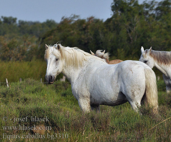 Equus caballus bg3310